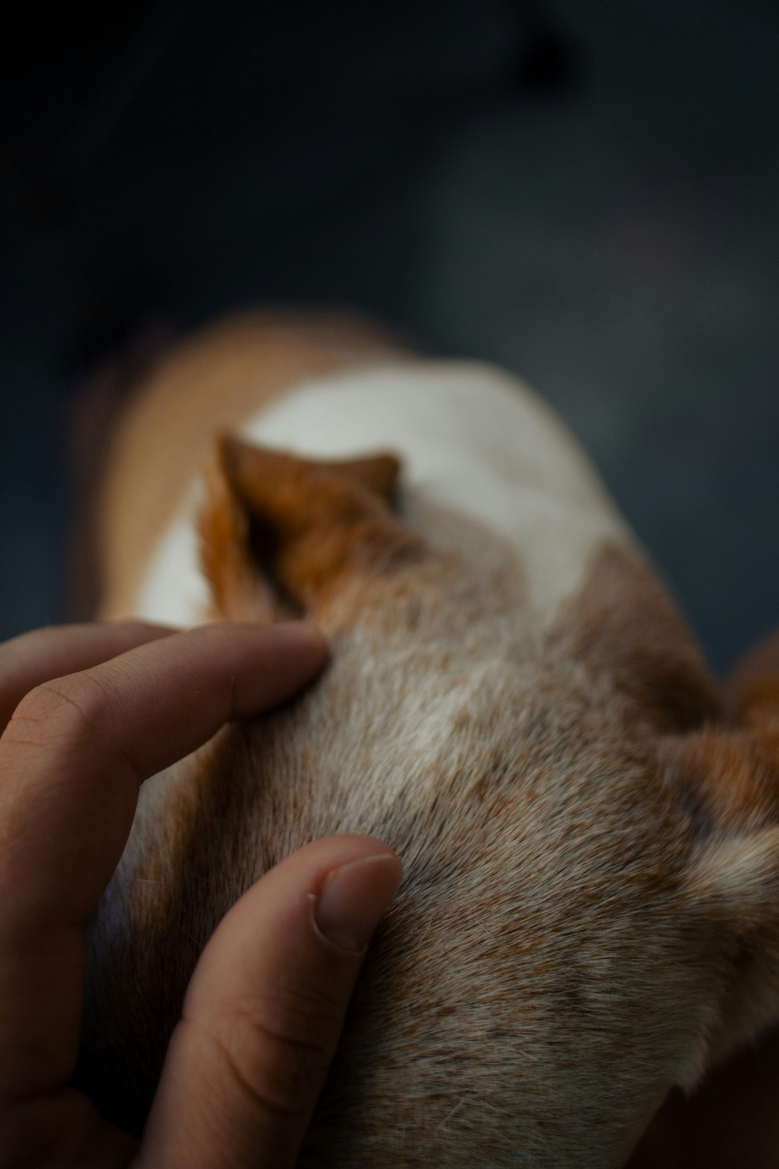 A hand working slowly through a dog’s coat during a calm at-home care routine.