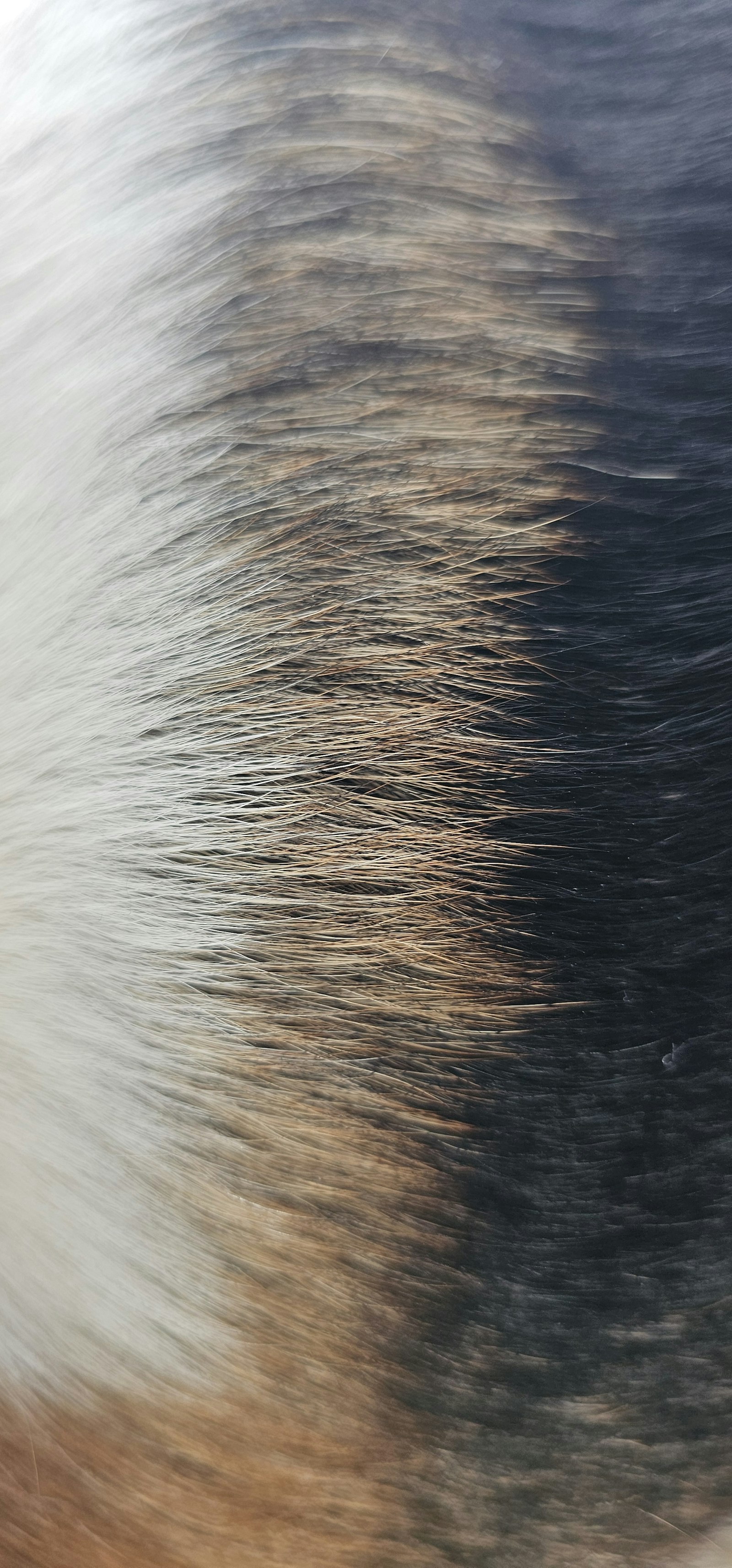 A close study of canine coat texture, showing the layered hair and skin surface.