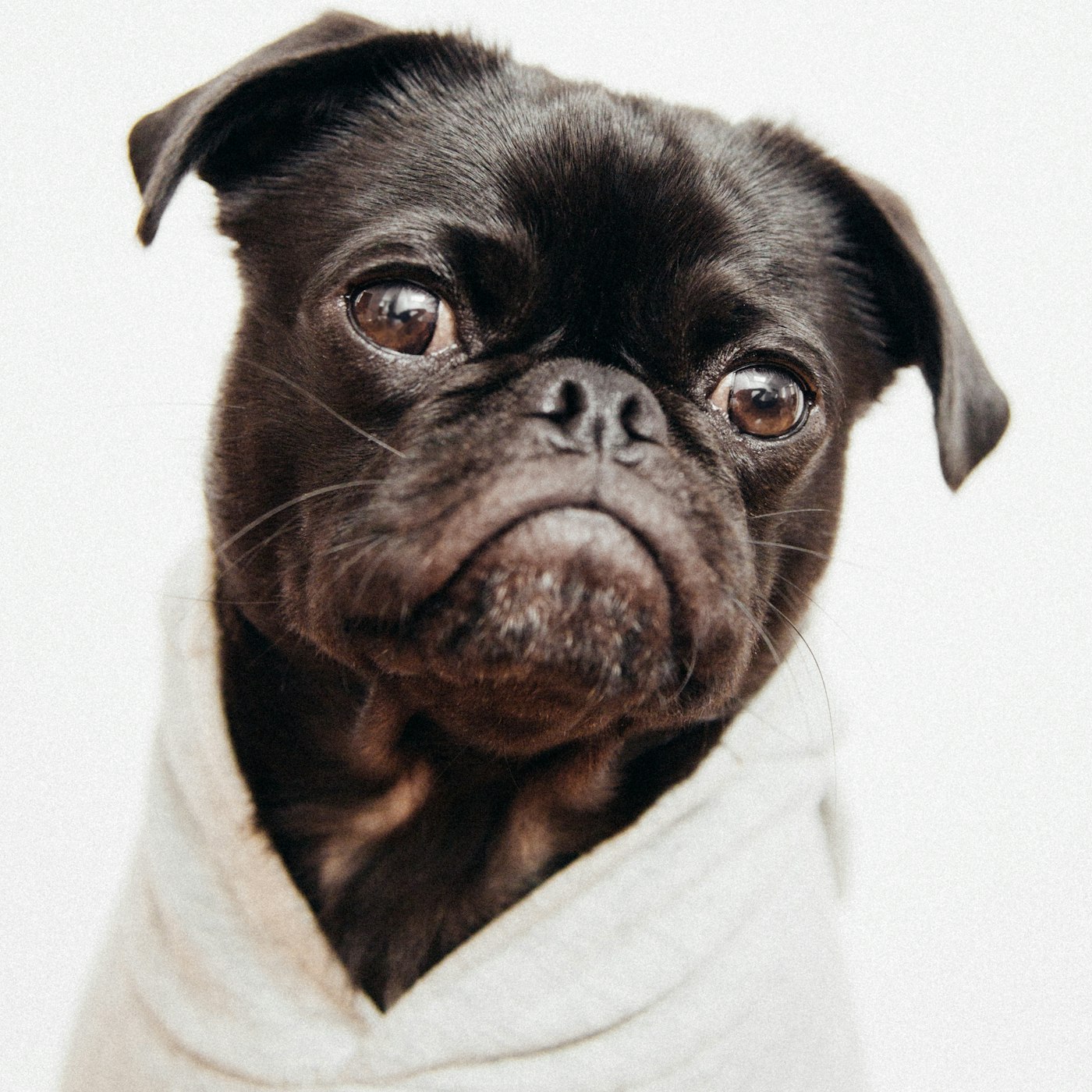 A plain cream towel around a quiet dark-coated dog, just after a wash.