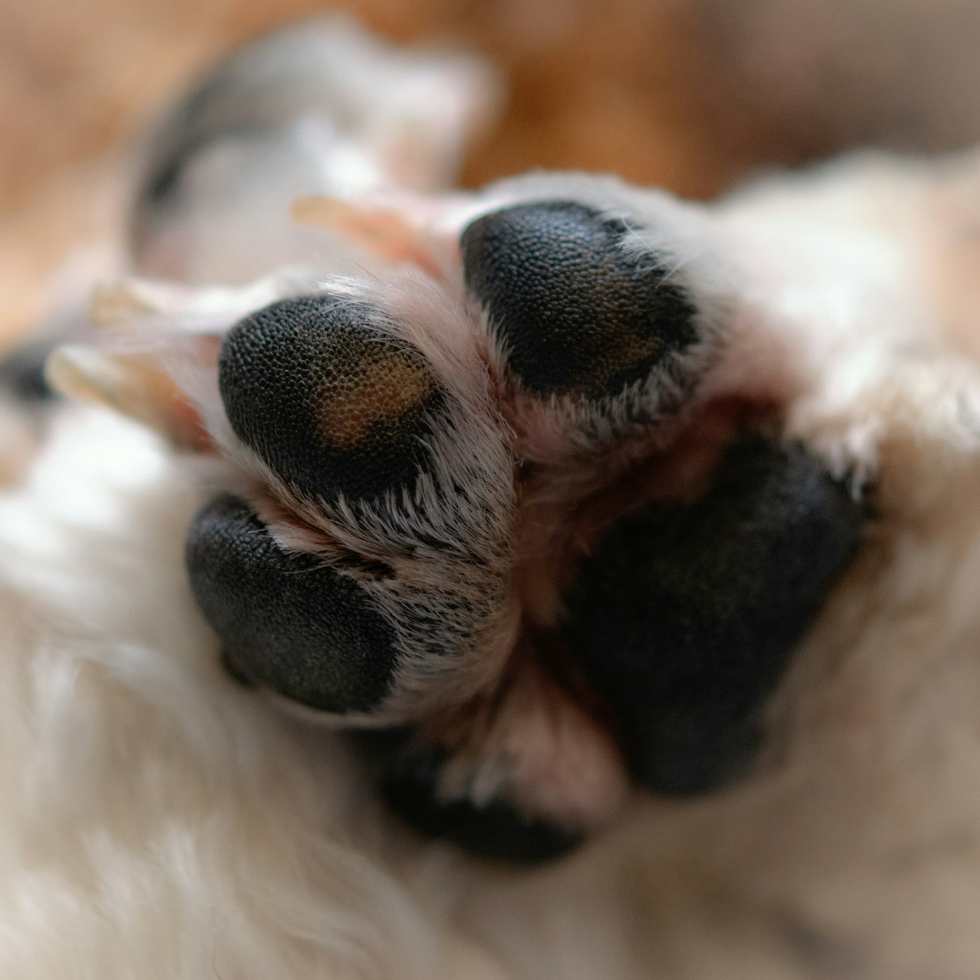 A close view of a dog’s paw pads and the fur between them.